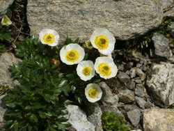 Flora tipica del Monte Bianco
