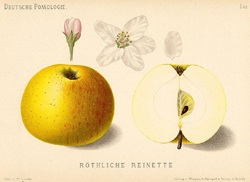 Illustrazione di mela Renetta